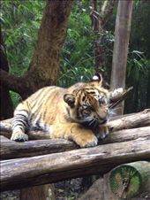tiger cub at Melbourne zoo. : by moni_bro67, Views[217]