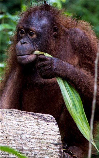 Forest School - Rehabilitation of the Orangutan