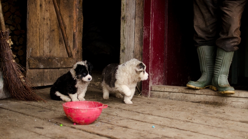 There is no rest at a sheepfold: animals have to be taken care of constantly. These shepherd puppies are only allowed to be fed by their own master's hand in order to grow fierce and protect the herd...