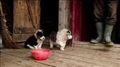 There is no rest at a sheepfold: animals have to be taken care of constantly. These shepherd puppies are only allowed to be fed by their own master's hand in order to grow fierce and protect the herd...: by monique_marie, Views[280]