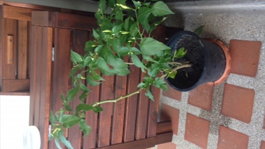 A veszélyeztetett chilli növényke