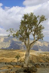 by monster990, Views[163]