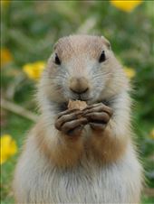 ok, so this one IS at the zoo: by moorehen, Views[222]