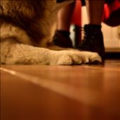 malamute paw: by moorehen, Views[187]