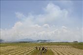 A family rice field, in Hue, Vietnam.: by moosey84, Views[247]