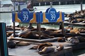 Sea Lions at Pier 39: by mooshie, Views[214]