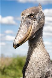 The dinosaur-esque Shoebill, holy grail for birders and very rare: by morgantrimble, Views[512]