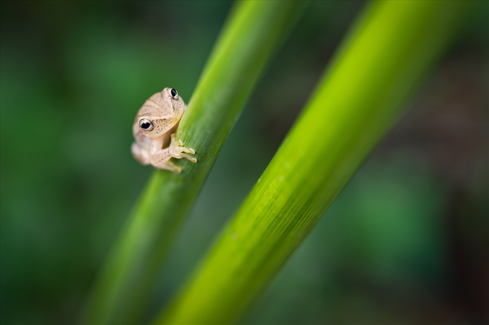 An appreciation for the smaller Bangweulu residents, a Hyperolius reed frog