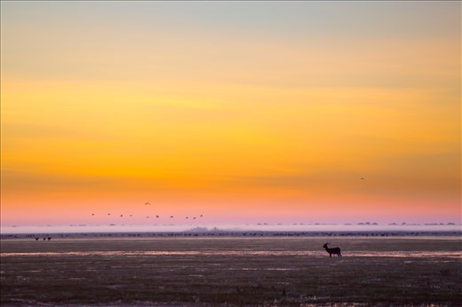 Black lechwe, found nowhere else on earth, grazing at sunrise on a flooded plain
