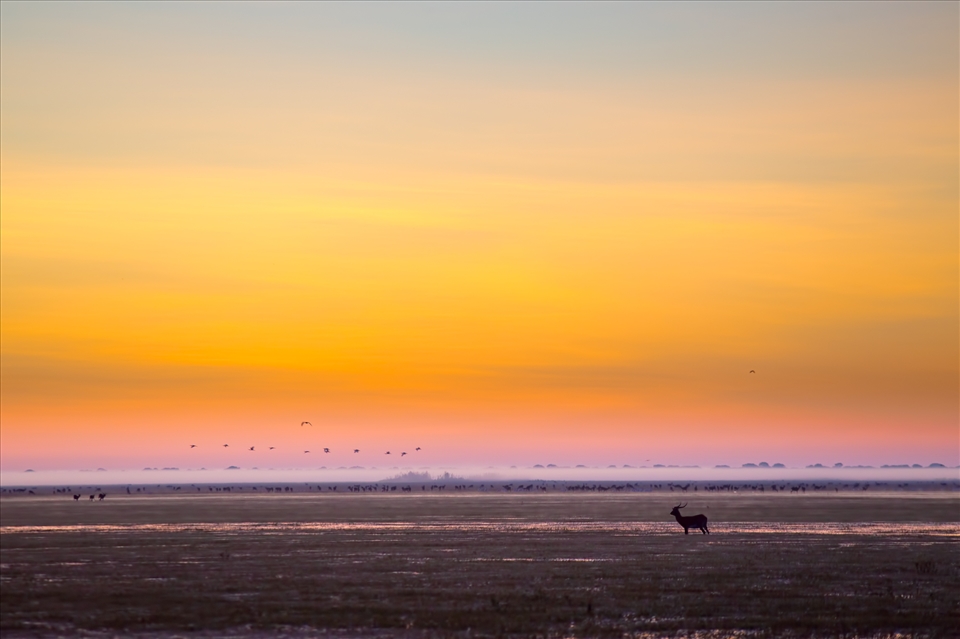 Black lechwe, found nowhere else on earth, grazing at sunrise on a flooded plain