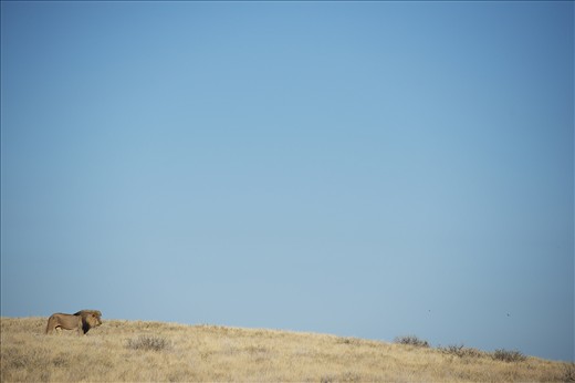 The Boss - Never far from his pride and most active during the cool mornings and evenings, this large male casually searches for a cool shady spot to rest during the midday heat. The Lion population of Etosha National Park is around 350 individuals. Etosha Pan, Etosha National Park, Northern Namibia. 