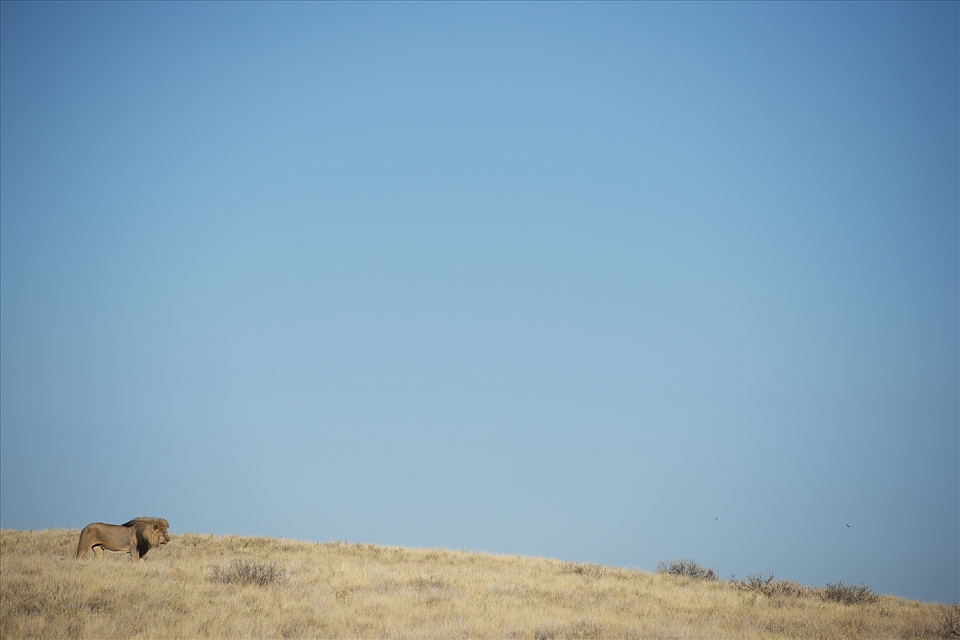 The Boss - Never far from his pride and most active during the cool mornings and evenings, this large male casually searches for a cool shady spot to rest during the midday heat. The Lion population of Etosha National Park is around 350 individuals. Etosha Pan, Etosha National Park, Northern Namibia. 
