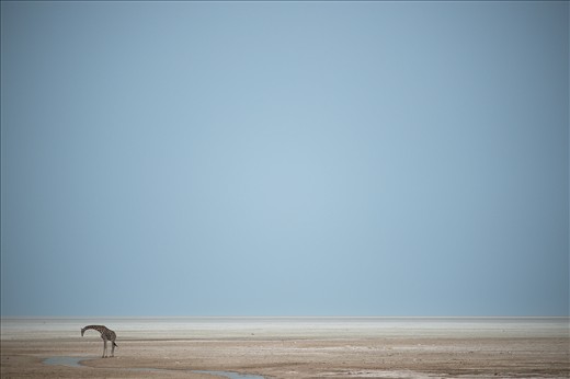 Last Water - As the Summer wet season approaches, a Giraffe drinks from one of the last remaining water holes at the Edge of the Etosha Pan. Considered the best times for wildlife viewing, large groups of game and predators congregate together for access to the vital water. Although seemingly untouchable given their size, Giraffe are particularly anxious and constantly on the lookout for the prides of Lions which are never far away. Etosha Pan, Etosha National Park, Northern Namibia 