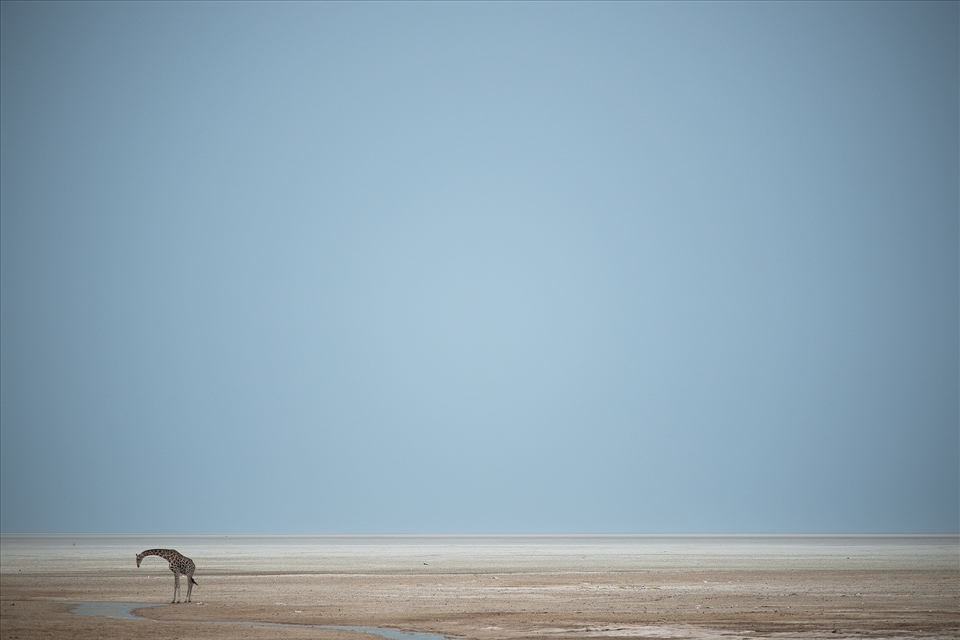 Last Water - As the Summer wet season approaches, a Giraffe drinks from one of the last remaining water holes at the Edge of the Etosha Pan. Considered the best times for wildlife viewing, large groups of game and predators congregate together for access to the vital water. Although seemingly untouchable given their size, Giraffe are particularly anxious and constantly on the lookout for the prides of Lions which are never far away. Etosha Pan, Etosha National Park, Northern Namibia 