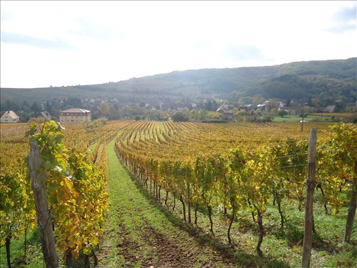 In Alsace it's all about the sences. Life is beautiful as long as you open up and let its every aspect entertain your body and fill your soul... Its touch... soft yet arousing like the winter sun that tickles awake the frozen leaves of the vineyards...