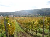 In Alsace it's all about the sences. Life is beautiful as long as you open up and let its every aspect entertain your body and fill your soul... Its touch... soft yet arousing like the winter sun that tickles awake the frozen leaves of the vineyards...: by morimel, Views[250]