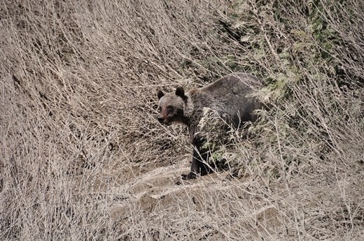 Curious juvenile Griz. Golden, BC. 
