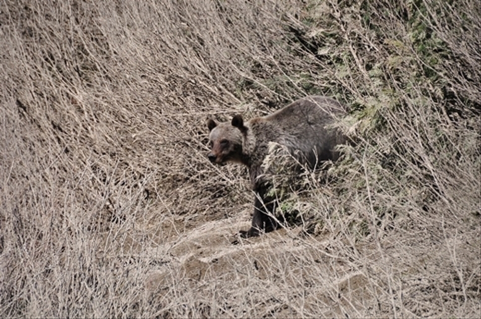 Curious juvenile Griz. Golden, BC. 