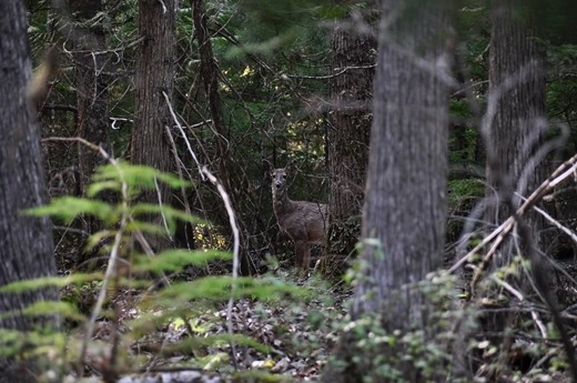 Stalking Whitetail. Burton, BC.