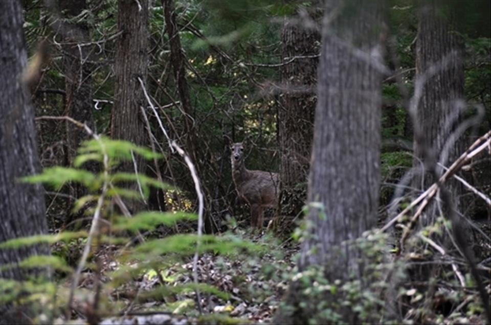 Stalking Whitetail. Burton, BC.