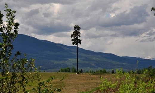 The Lonely Tree.
Nakusp, BC.