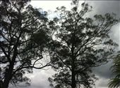 The great Australian rugged bush, and the classic gum tree: by morpheus17, Views[430]