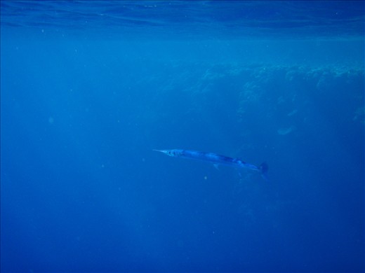 Lone Red Sea Houndfish (Tylosurus choram) off the southern edge of the Gordon Reef. Increased interest from tourists has led to a gradual degradation of Red Sea reefs which negatively affects the long term survival of this fragile ecosystem.
