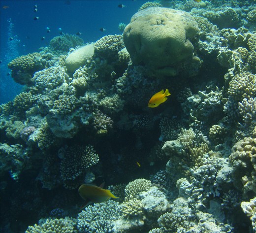 A Sulphur damselfish and a Parrot fish are seen here feeding on the microscopic algae growing on coral reefs. In the background, a school of Bicolor damselfish swim across a column of bubbles generated by scuba divers.