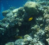 A Sulphur damselfish and a Parrot fish are seen here feeding on the microscopic algae growing on coral reefs. In the background, a school of Bicolor damselfish swim across a column of bubbles generated by scuba divers.: by mostafa236, Views[642]