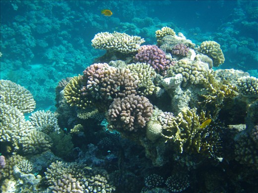 Stony corals off the south western edge of the Gordon Reef. Coral reefs are particularly sensitive to man-made changes to their environment. Of particular concern to the Gordon Reef is the construction of the proposed Saudi-Egypt causeway which would release more sediment and pollutants into the Tiran Straits. The disruption to local fish populations caused by the actual causeway would further stress this fragile ecosystem and potentially lead to irreversible damage.

