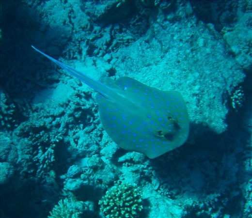 Bluespotted ribbontail ray (Taeniura lymma) scurries for shelter near the wreckage of the Loullia. Often found near shipwrecks, the Bluespotted ribbontail ray usually hides inside caves or under coral ledges during the day.