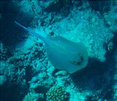 Bluespotted ribbontail ray (Taeniura lymma) scurries for shelter near the wreckage of the Loullia. Often found near shipwrecks, the Bluespotted ribbontail ray usually hides inside caves or under coral ledges during the day.: by mostafa236, Views[231]