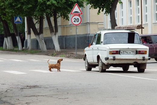 Dachshund barking at the car in the street