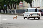 Dachshund barking at the car in the street: by mouette, Views[528]