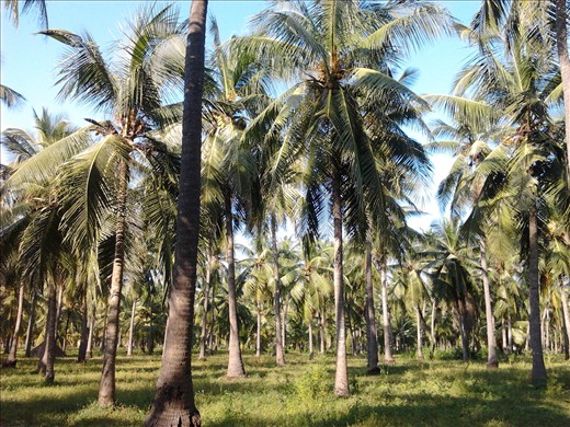 Coconut plantation which is the primary living for people here