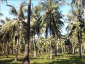 Coconut plantation which is the primary living for people here: by moulivarma, Views[305]