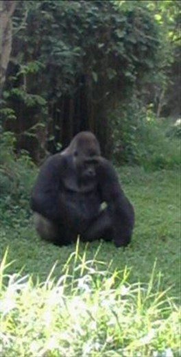 This picture is a picture of a forest animals