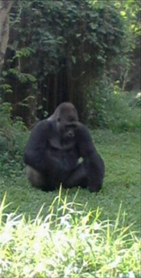 This picture is a picture of a forest animals