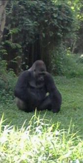 This picture is a picture of a forest animals: by mountain, Views[262]