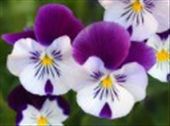 flowers are blooming: by mountain, Views[243]