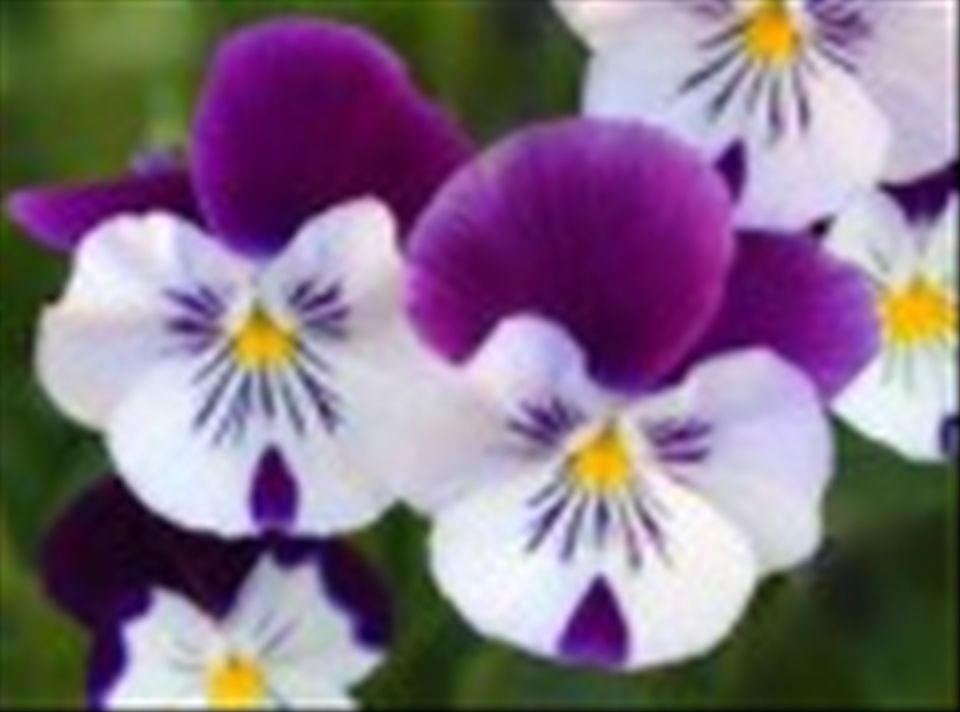 flowers are blooming