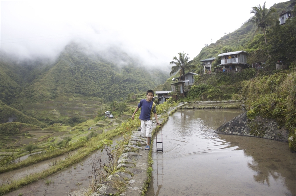 A boy walks along the edge of a rice field, which is also the 'main road' connecting upper and lower village.
