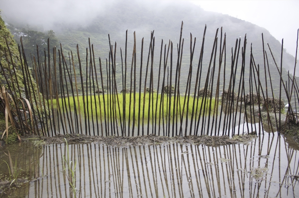 A few stakes rammed into the clay soil function as protection for the new crop from hungry chucks.