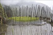 A few stakes rammed into the clay soil function as protection for the new crop from hungry chucks.: by mountainvillage, Views[419]
