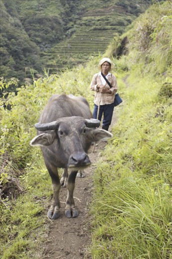 A caribo blocks the way on the main connecting walkway to the next village. You have to negotiate the right of way if you want to pass. 
