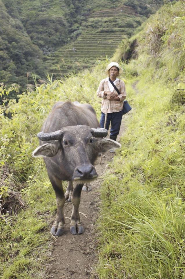 A caribo blocks the way on the main connecting walkway to the next village. You have to negotiate the right of way if you want to pass. 