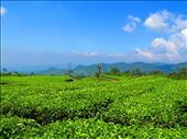 Side place of Mountain Tangkuban parahu.This is a Tea Garden at Parompong: by mowencen, Views[862]