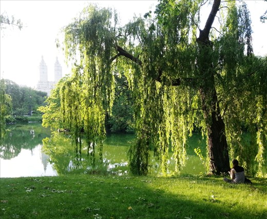 I hardly ever have people as the main subject in my photographs, but there was a certain sense of mystery around strangers who were by themselves. I was at a rather crowded Central Park when I saw this girl sitting in a fenced off grass area, secluded from the busy city in a setting that seemed so serene.