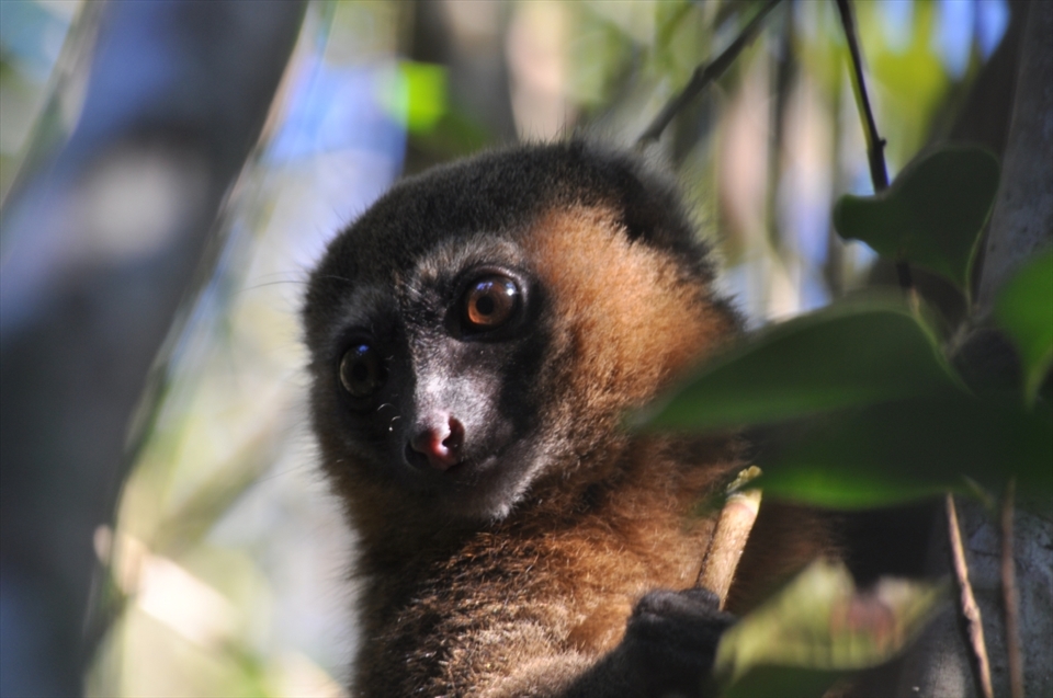 Golden Bamboo lemur, in Ranomafana National Park. They were rediscovered by Dr Patricia Wright in 1986, who was also my academic advisor during my Undergraduate degree.