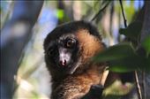 Golden Bamboo lemur, in Ranomafana National Park. They were rediscovered by Dr Patricia Wright in 1986, who was also my academic advisor during my Undergraduate degree.: by mpandey, Views[263]
